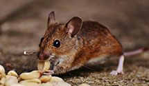 24 Hour & Emergency Exterminators in North Brentwood, MD